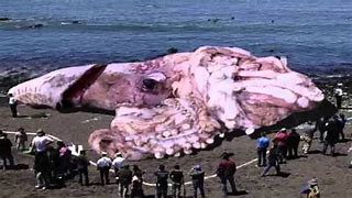 Image result for Largest Animal On Earth Ever