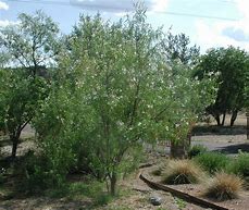 Image result for Desert Trees Arizona