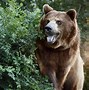 Image result for Grizzly Bear Habitat