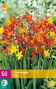 Résultat d’images pour Crocosmia kleinbloemig mix