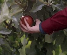 Image result for Fruits From Trees
