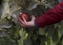 Image result for Apple Growing Season