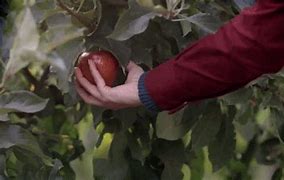 Image result for Shell Pick Apples