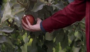 Image result for When the Apple Is Fresh Meme