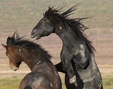 Image result for Horses Fighting