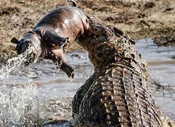 Image result for What Is the Biggest Crocodile in the World
