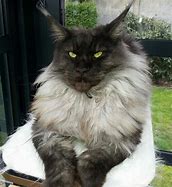 Image result for Big Fluffy Cat