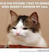 Image result for Call Me Cat Meme