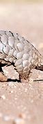 Image result for Pangolin Walking