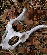 Image result for Human or Deer Bone