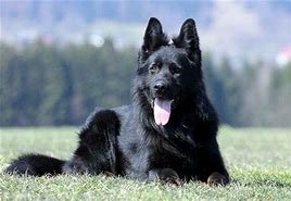 Image result for Black DDR German Shepherd
