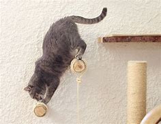DIY: So baust du eine Kletterwand für deine Katze - tierisch wohnen