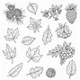 Image result for Maple Leaf Vector Art