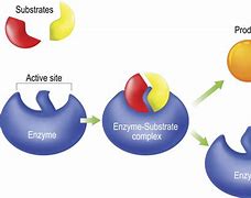 Image result for The Structure of Enzymes