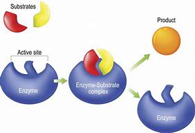 Image result for Enzyme Model