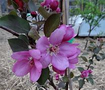 Image result for Fuji Apple Blossom