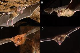 Image result for Bats Near Noise