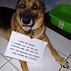 Image result for Funniest Dog Memes of All Time