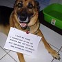 Image result for Adorable Puppy Memes