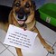 Image result for cute dogs meme with caption