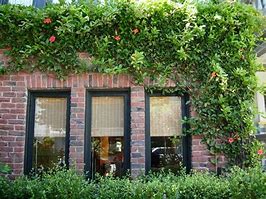 Image result for Trumpet Vine On Walls