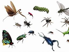 Image result for Transparent Nits Insect