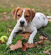 Image result for Beagle Bull Mix