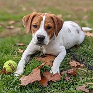 Image result for Beagle Pit Mix Puppy