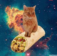 Image result for Mexican Taco Cat