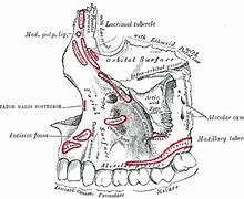 Image result for Upper Jawbone