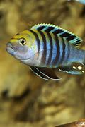 Image result for cynotilapia