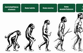 Image result for Homo Sapiens Evolution