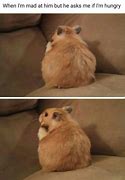 Image result for Goofy Face Meme Hamster