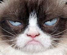 Image result for Grumpy Cat Eye Roll Meme