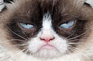 Image result for Grumpy Cat Pig Meme