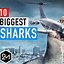 Image result for Top 10 Biggest Sharks in the World