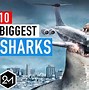 Image result for Biggest Shark Recorded