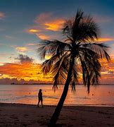 Image result for Sunset Palm Trees Desktop Backgrounds