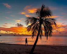 Image result for Beach Sunset Palm Tree