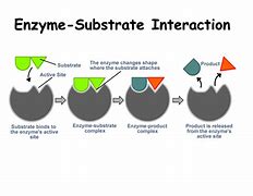 Image result for Enzyme and Substrate Interaction