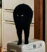 Image result for Cursed Black Cat