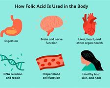 Image result for Folic Acid in Human Body