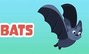 Image result for Insect Bat