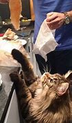Image result for Bobby Flay Taco Cat