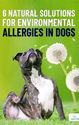 Image result for Pet Environmental Allergies
