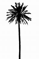 Image result for Group of Palm Trees Silhouette