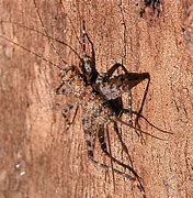 Image result for Spider Cricket