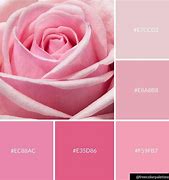 Image result for Rose Pink Color