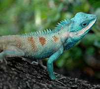 Image result for Thailand Lizards