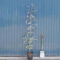 Image result for Eucalyptus gunnii Azura (r)